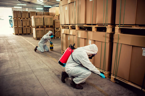Best Flea Control Services  in Chama, NM