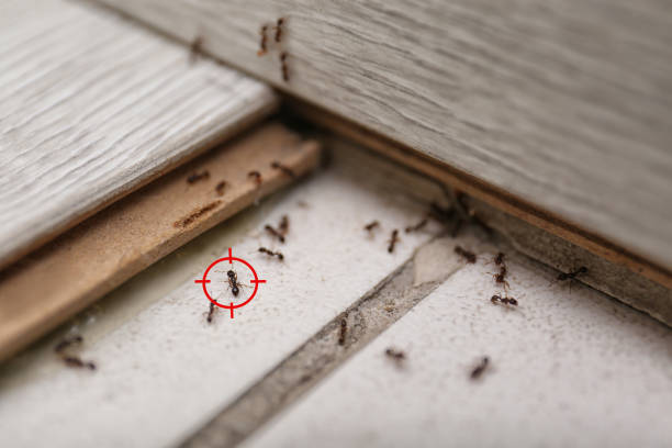 Best Pest Control for Businesses  in Chama, NM