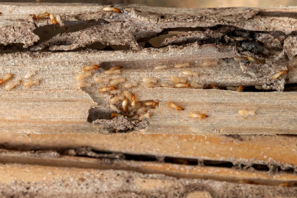 Best Commercial Pest Control Services  in Chama, NM