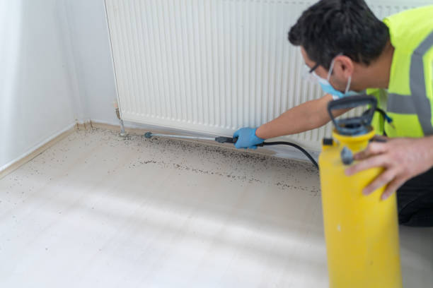 Best Flea Control Services  in Chama, NM